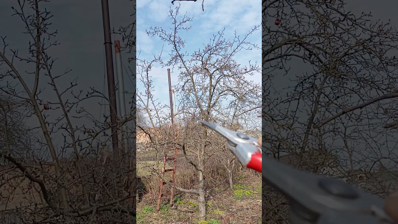 Садівники назвали дерева, які можна обрізати взимку