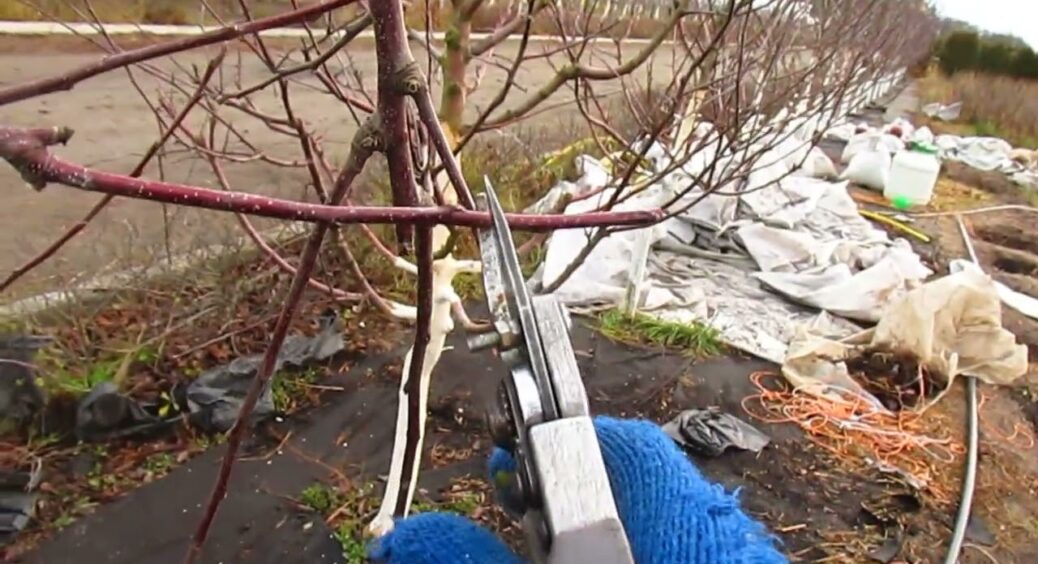 У вас є 3 місяці на результат — які дерева обрізати з січня по березень 2026 року 