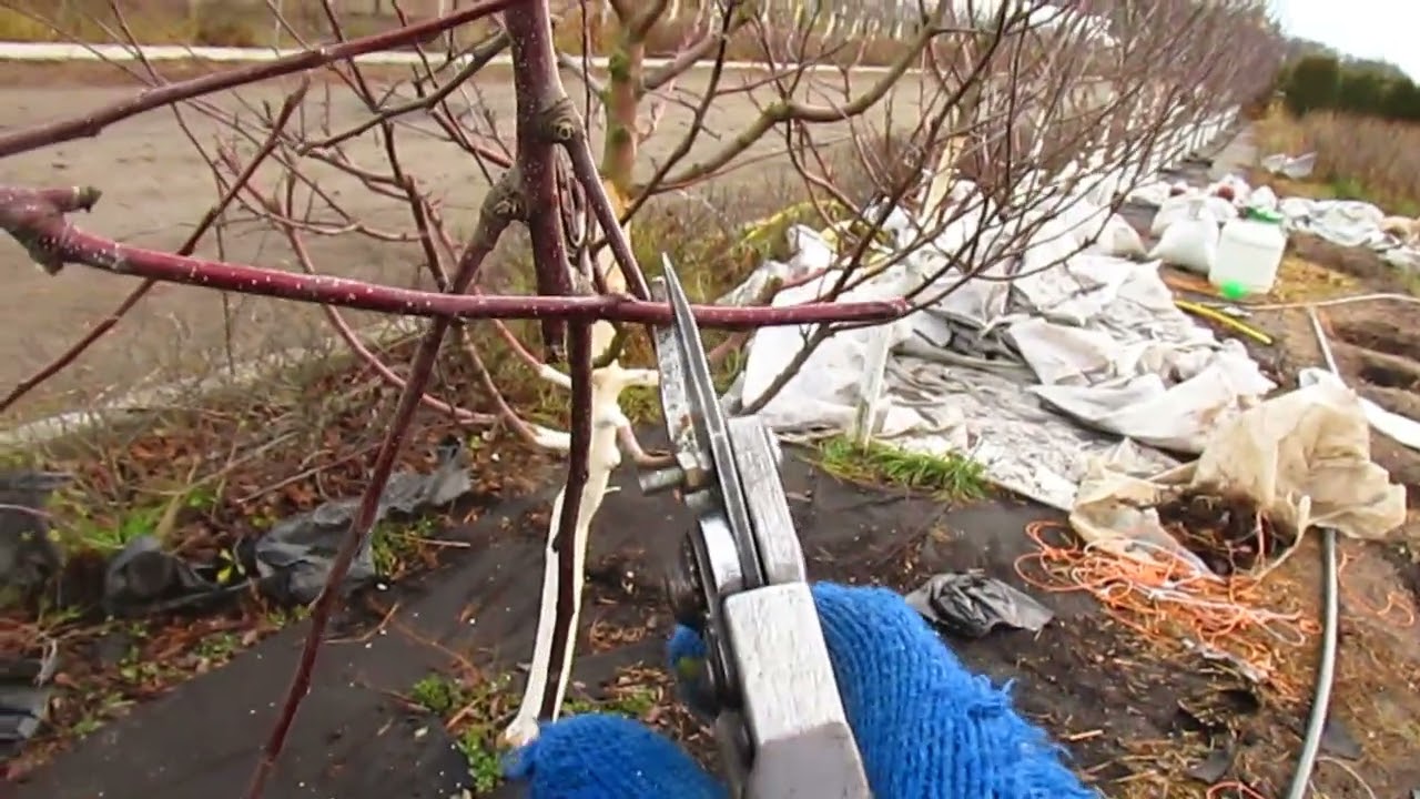 Садівники назвали дерева, які можна обрізати взимку