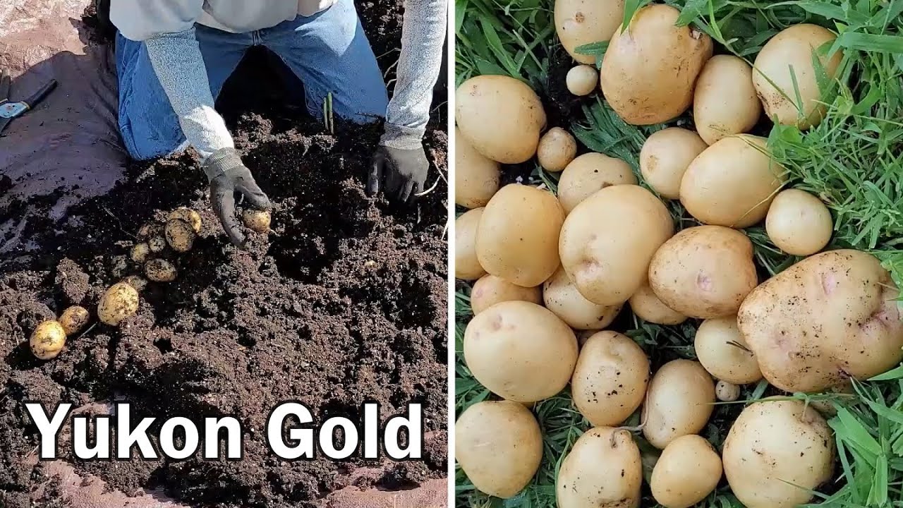 Сорти картоплі, які підходять для приготування пюре