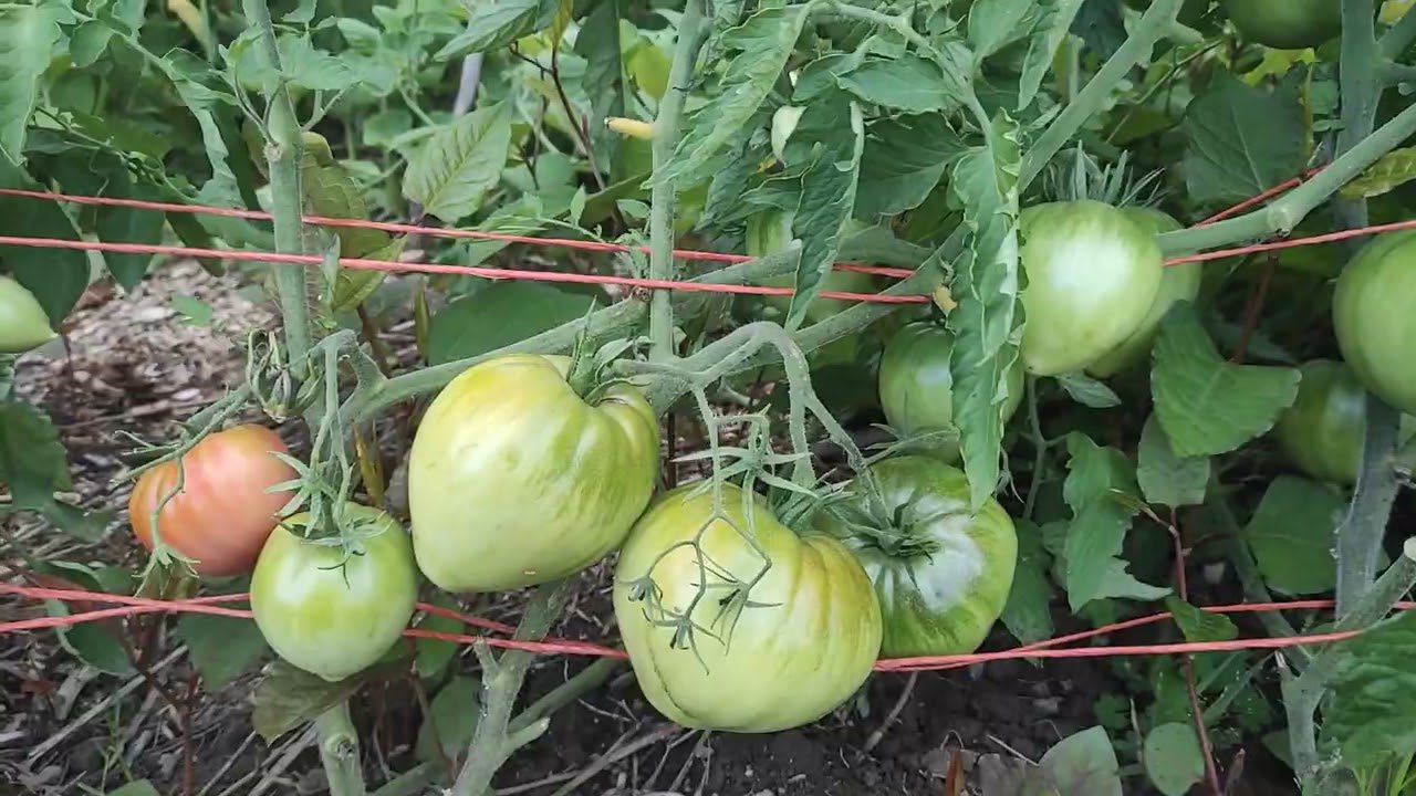 Сорт помідорів Волове Серце