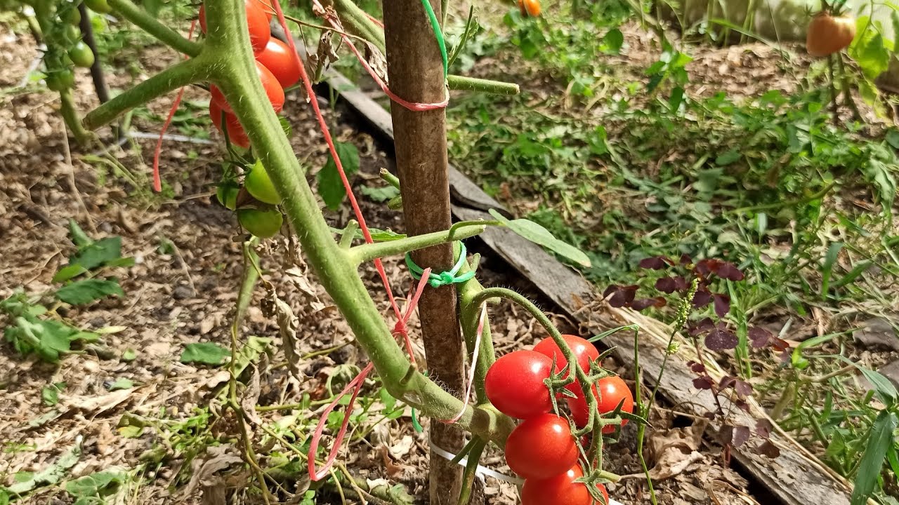 Сорт помідорів Малиновий Дзвін