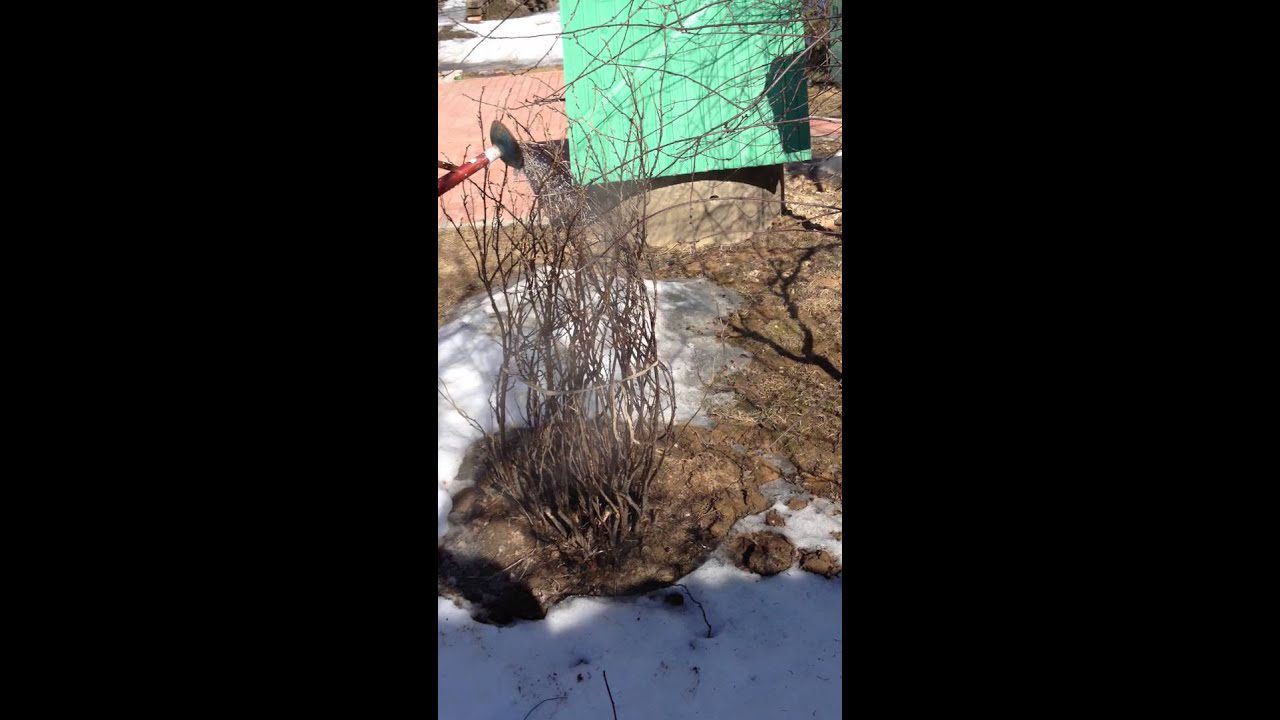 Навіщо поливати окропом кущі смородини навесні