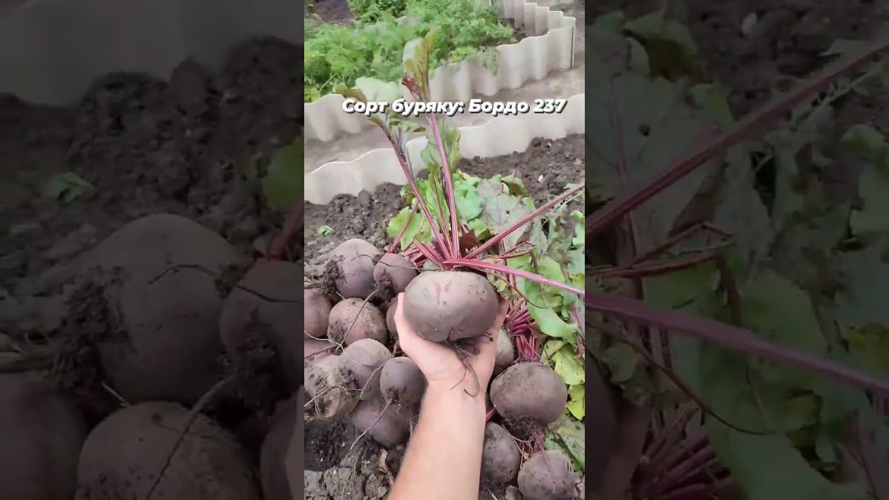 Сорт буряка Бордо 237