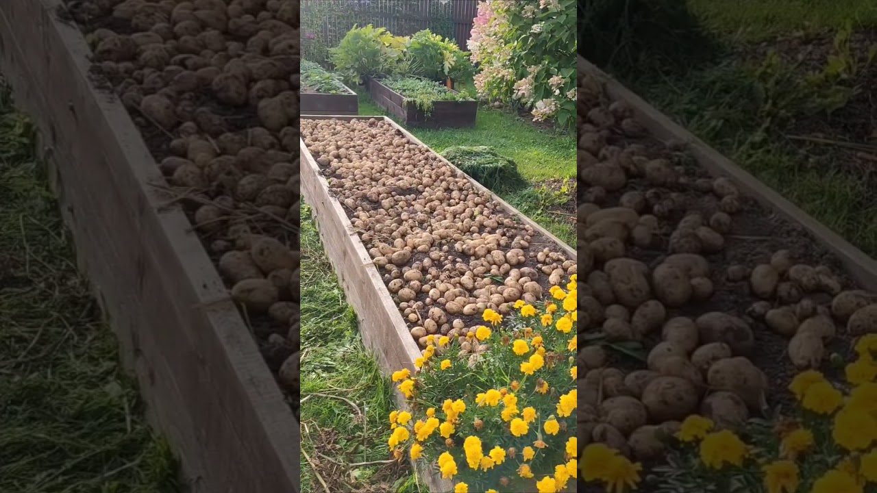 Сорт картоплі Імпала