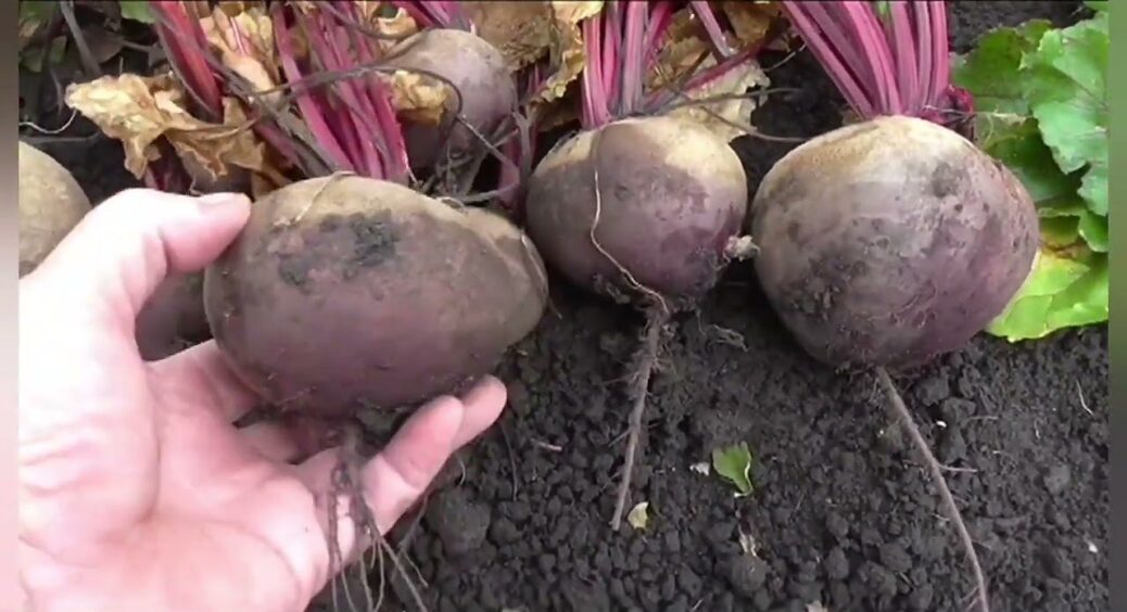 Не кислі й не водянисті: 3 сорти буряків, які у 2026 році дадуть стабільно солодкий урожай 
