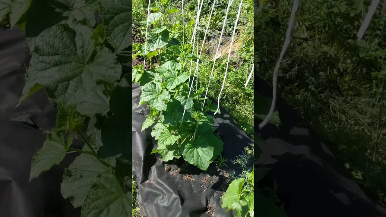 Сорт огірків Маша F1