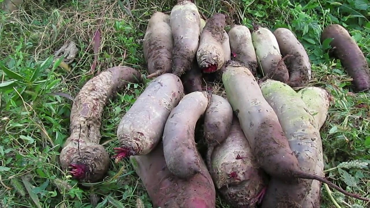 Сорт буряка Циліндра