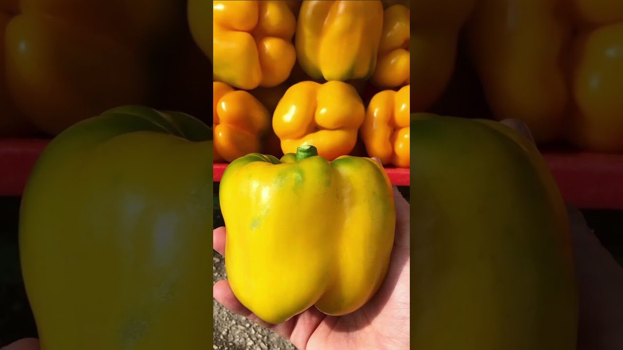 Найсолодший сорт болгарського перцю Квадро Асті червоний