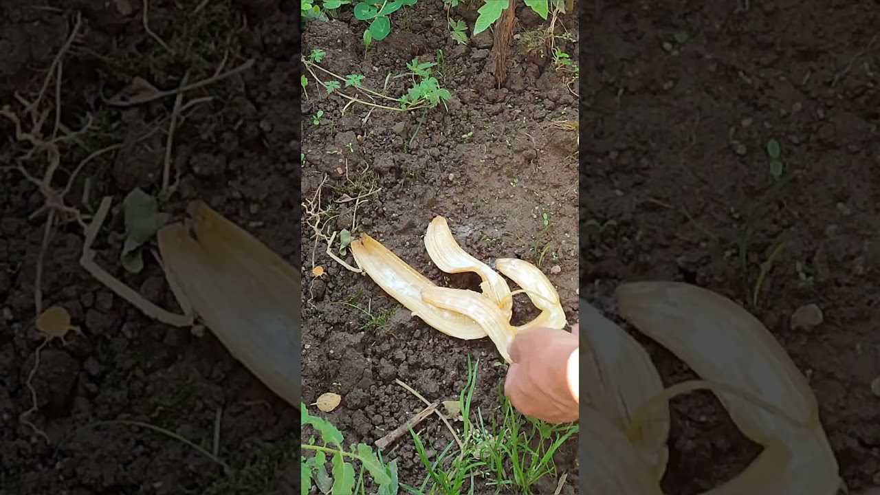 Як використовувати бананові шкірки на городі 