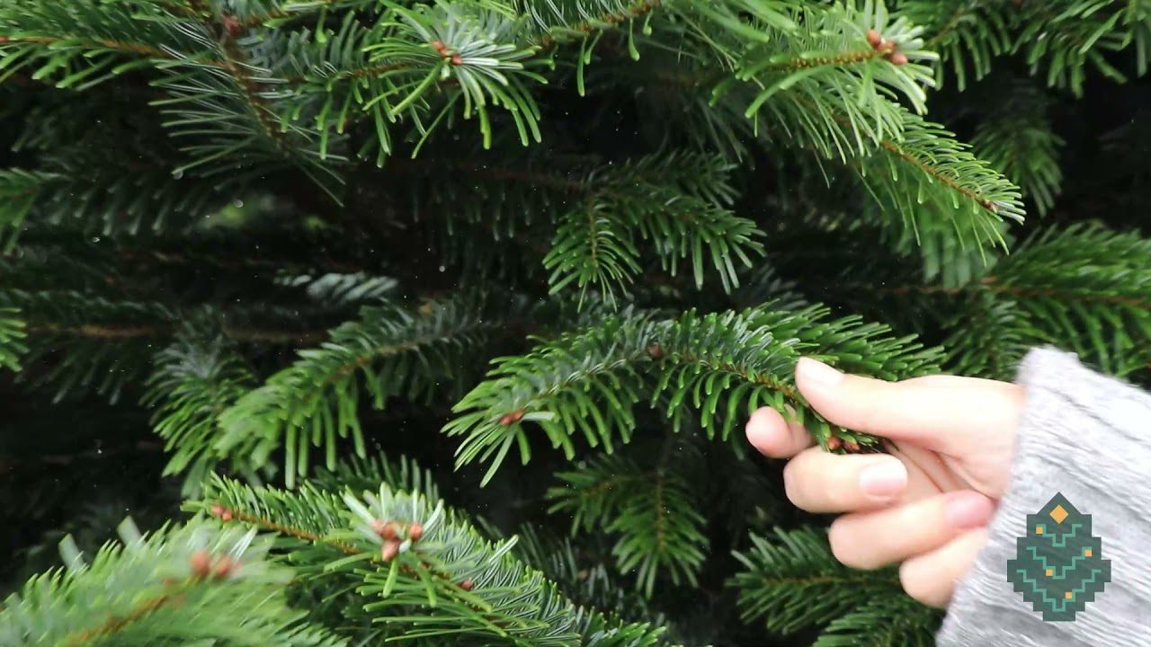 Який сорт ялинки вважається самим довговічним