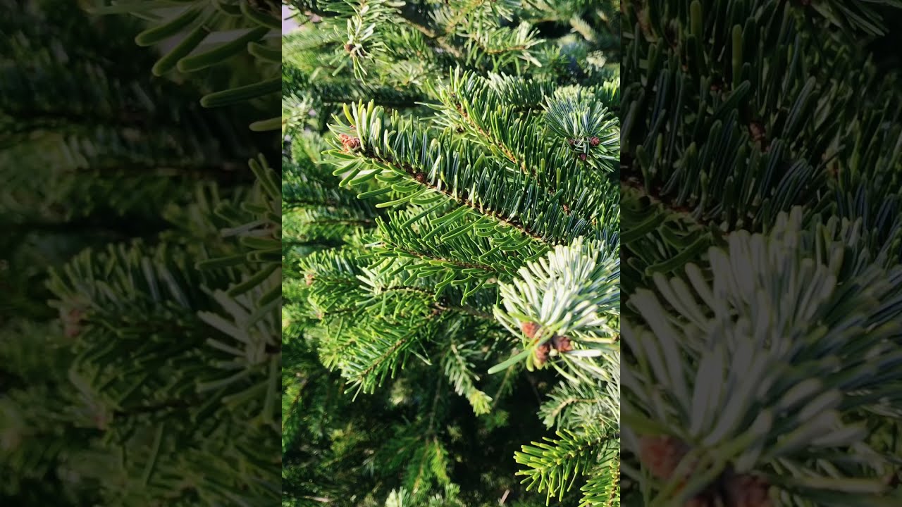 Який сорт ялинки вважається самим довговічним