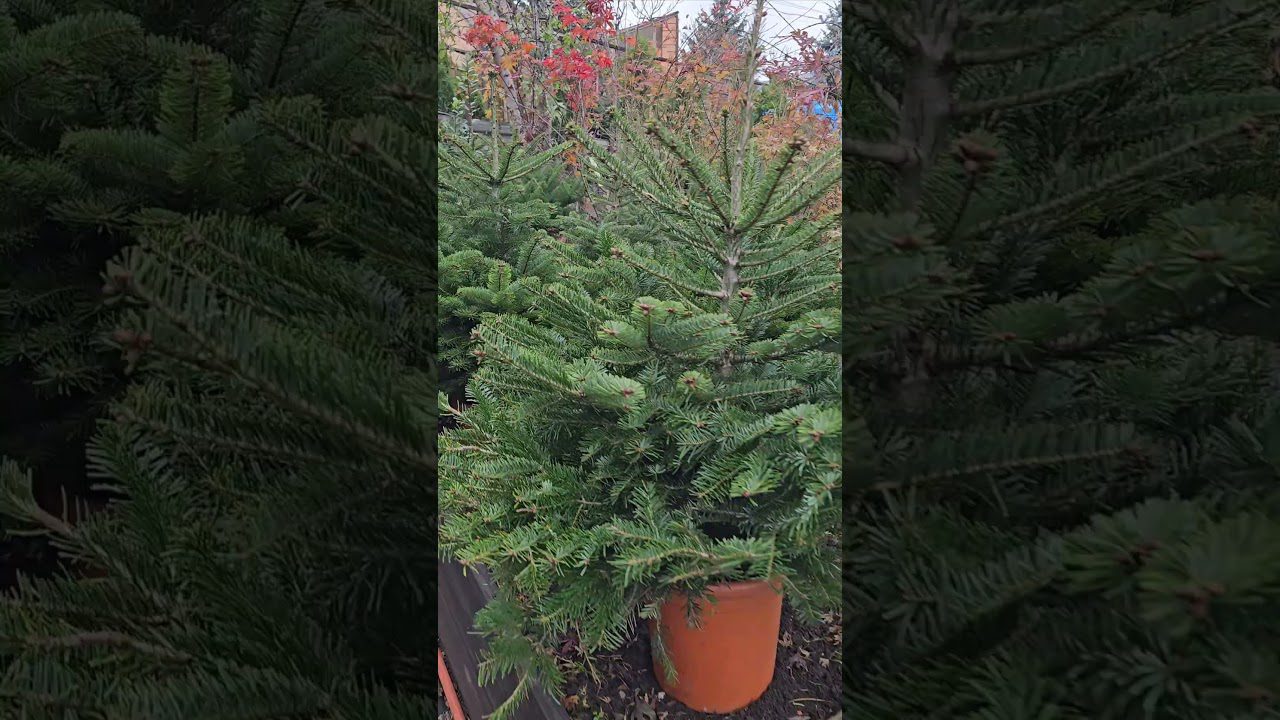 Який сорт ялинки вважається самим довговічним