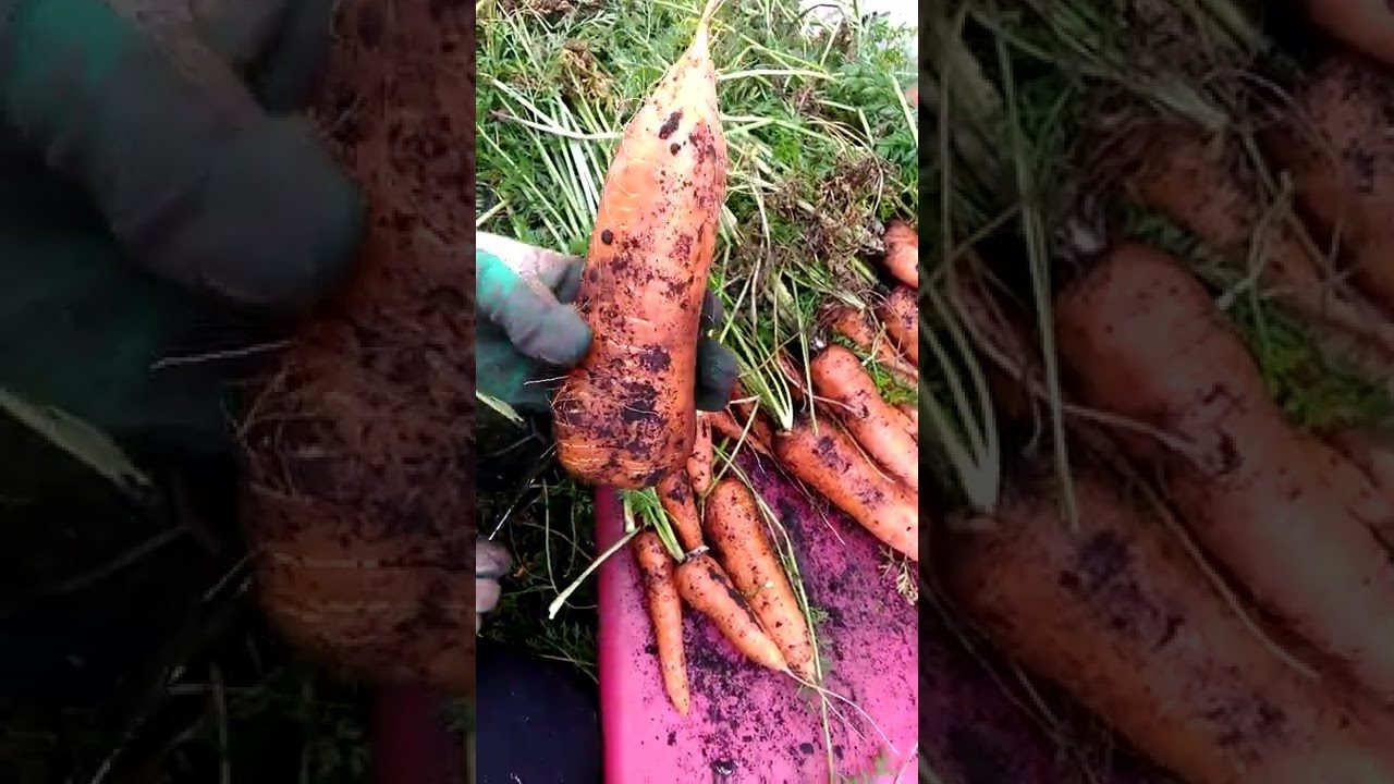 Ідеальний спосіб довготривалого зберігання моркви