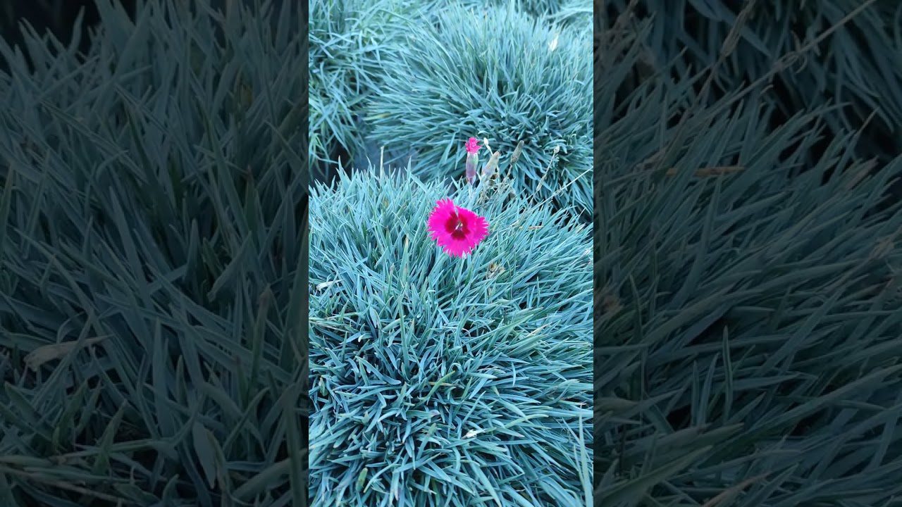 Декоративні багаторічники для прикрашання бордюрів