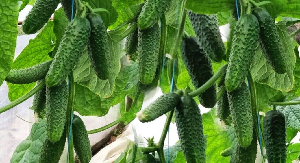 Кидаю жменю цього під огірки після сходів — і батоги ломляться від плодів до осені 