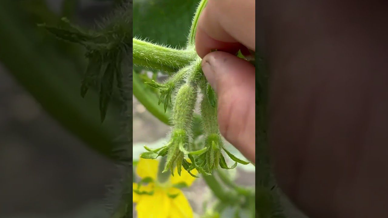 Агрономи назвали холодостійкий сорт огірків