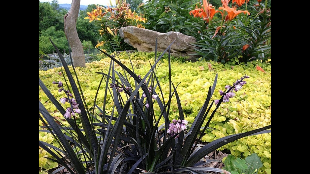 Декоративні багаторічники для прикрашання бордюрів