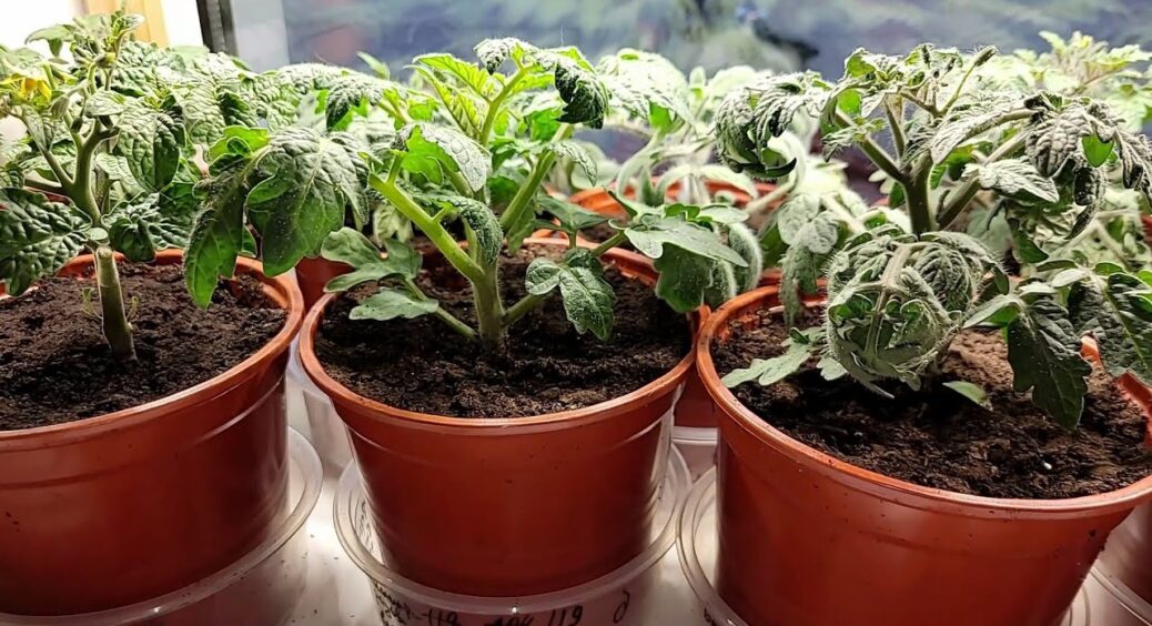 Календар підживлення розсади томатів 2026 рік: точні терміни, варіанти добрив, поради експерта 