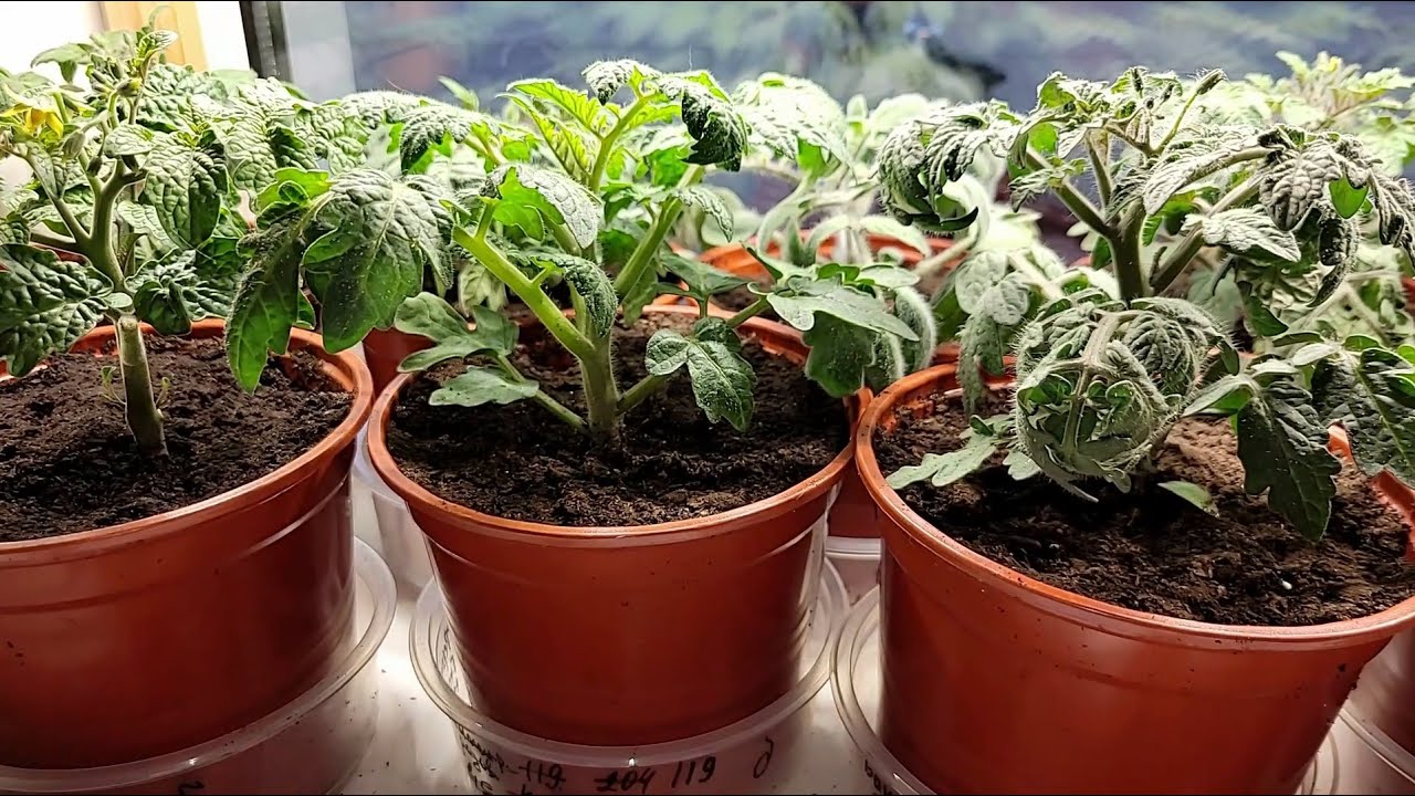 Експерти розповіли, які добрива категорично не підходять помідорам на грядці