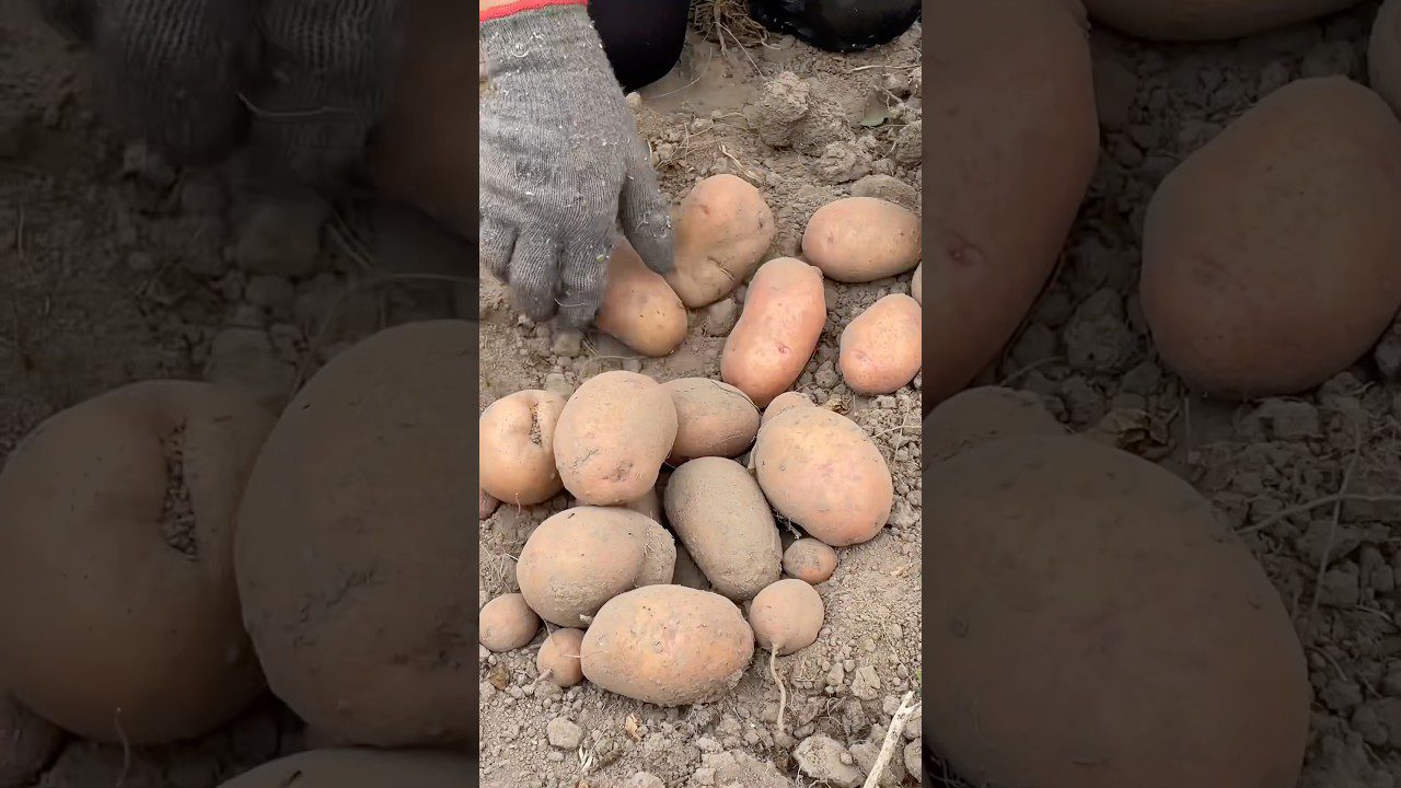 Сорти картоплі, які підходять для довготривалого зберігання