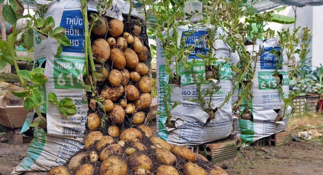 Не поспішайте викидати пророслу картоплю: як отримати ранню бульбу за методом “в пакетах” 