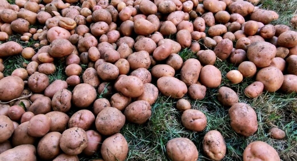Саджу навесні — копаю до вересня: 3 сорти картоплі для лінивої грядки — ростуть навіть у тіні 