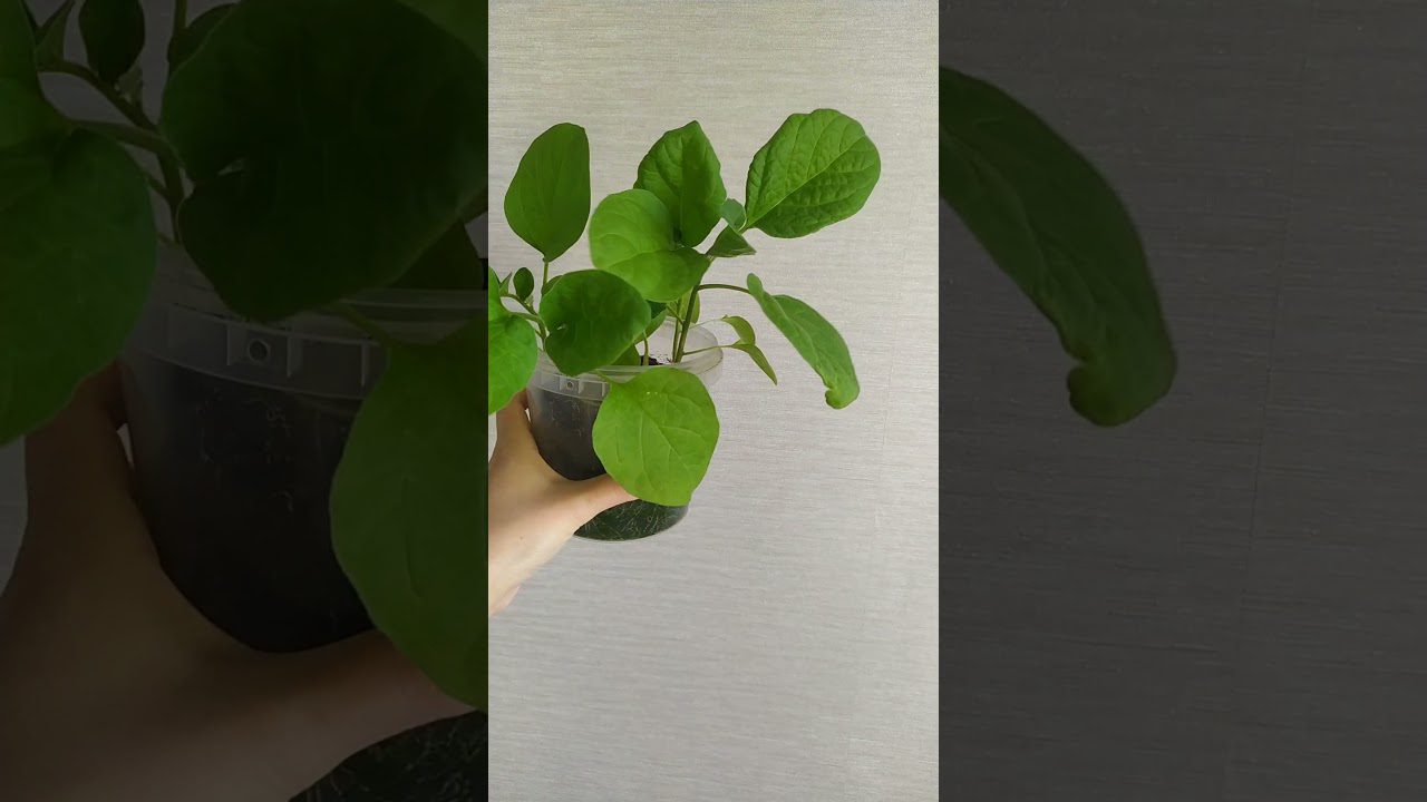 Агрономи назвали рослини, які можна сіяти на розсаду в січні