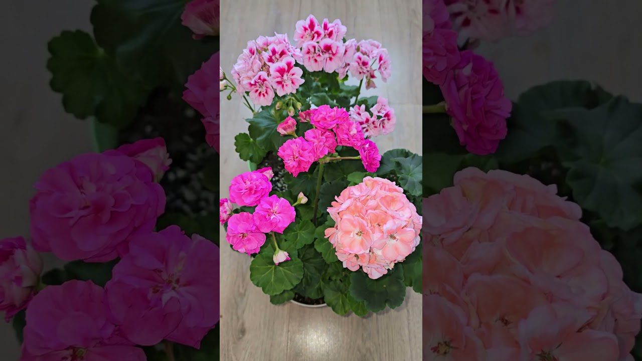 Квітникарі розповіли, чим підгодувати герань для пишного квітнення