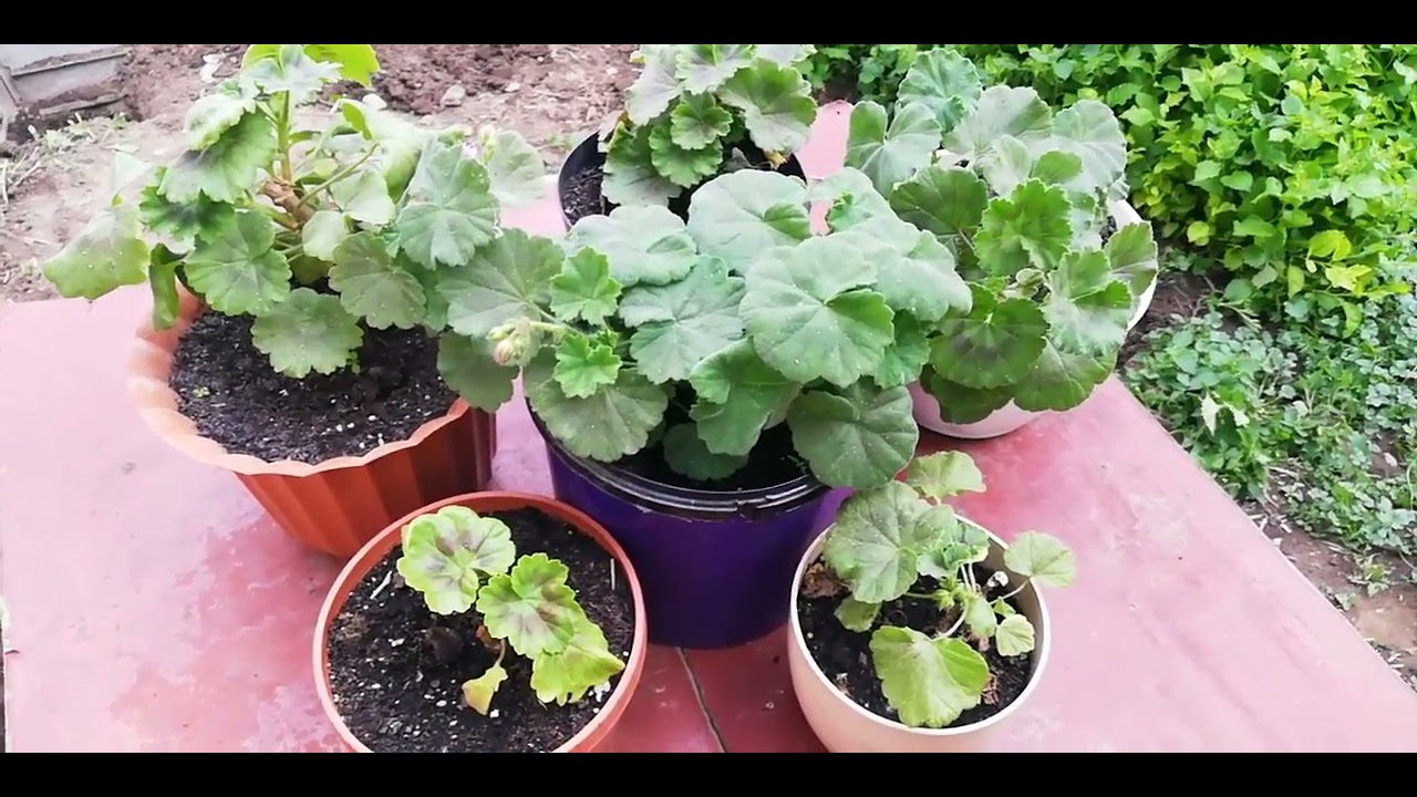 Квітникарі розповіли, чим підгодувати герань для пишного квітнення