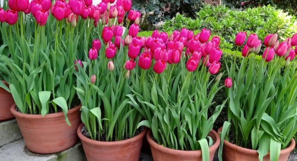 Вирощуємо тюльпани до 8 березня: коли та як садити весняні квіти, щоб до свята заквітли 