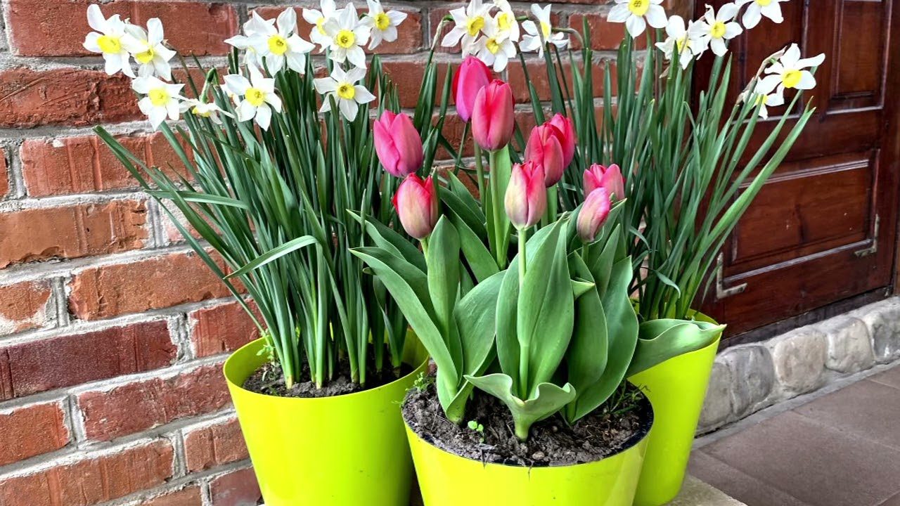 Квітникарі розповіли, як виростити тюльпани до 8 березня