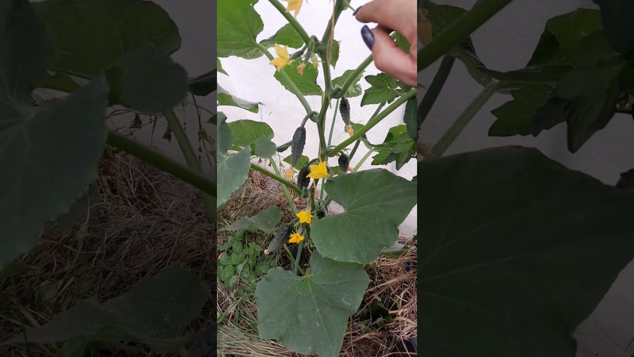 Агрономи назвали сорти огірків, які ідеально підходять для вирощування на підвіконні 