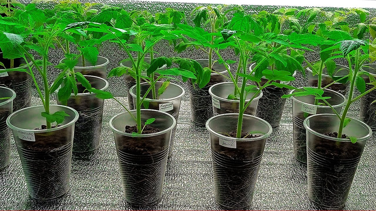 Агрономи назвали рослини, які можна сіяти на розсаду в січні