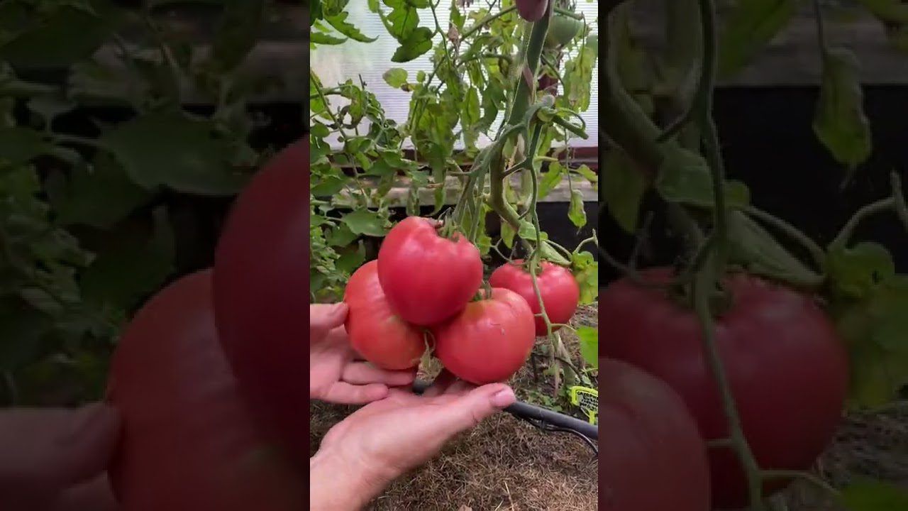 Сорт середньостиглих помідорів Цукровий Бізон