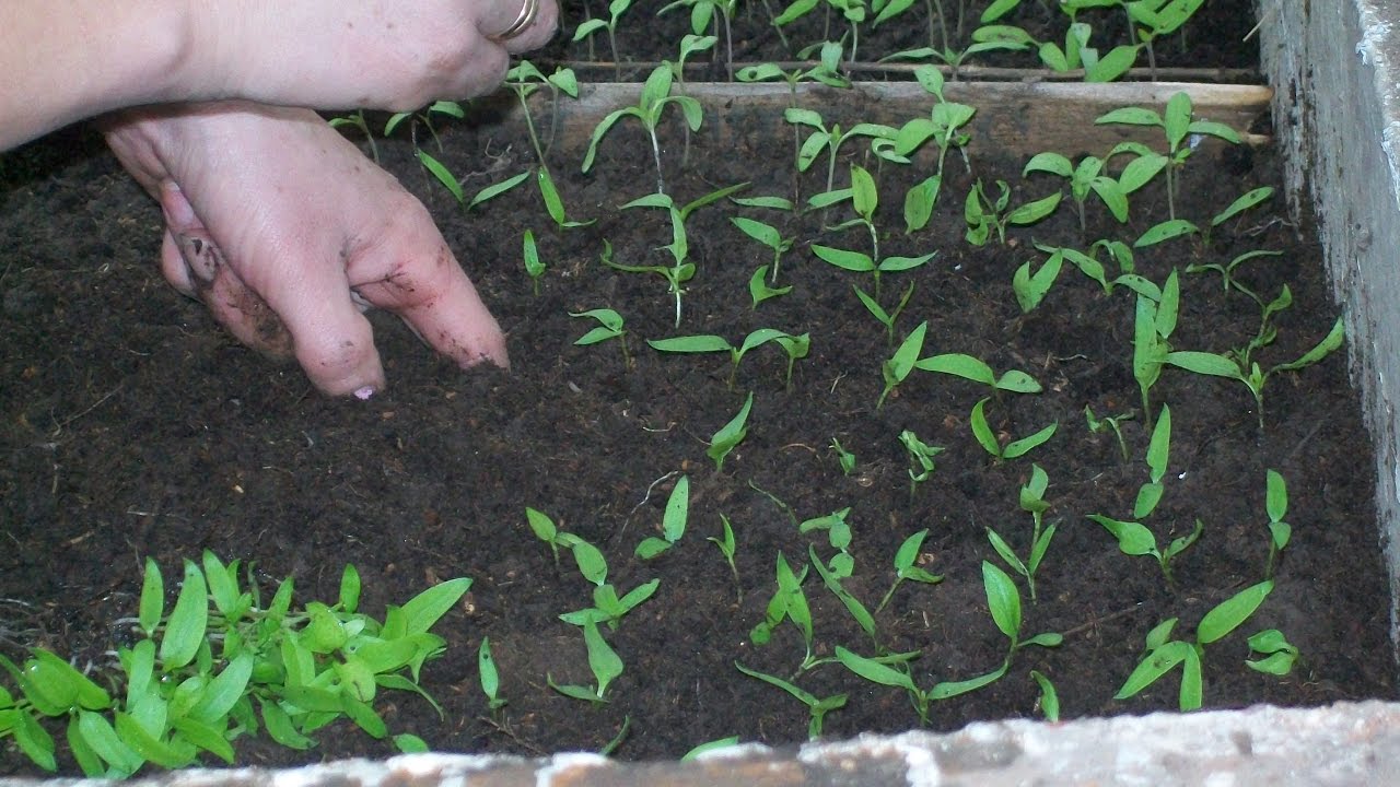 Агрономи назвали рослини, які можна сіяти на розсаду в січні