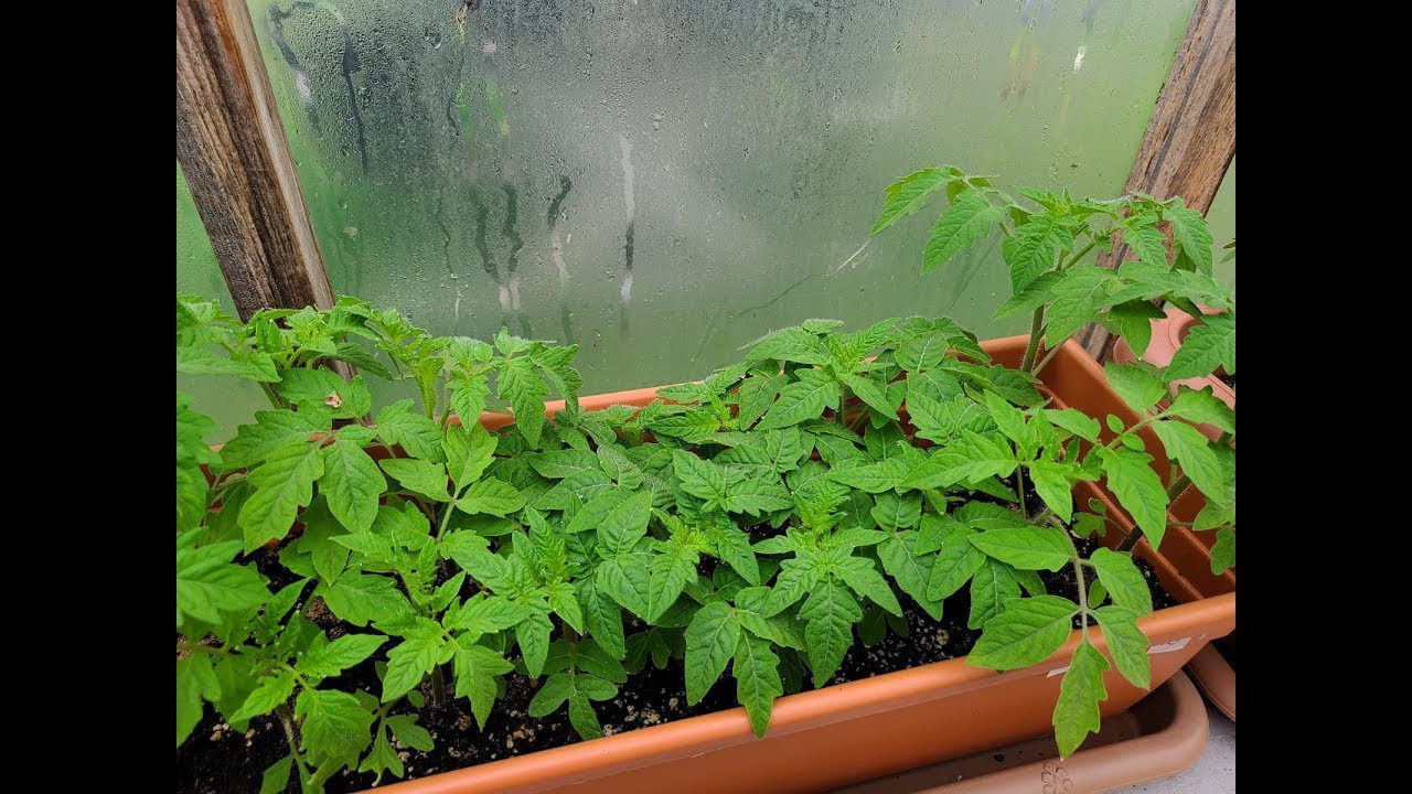 Експерти розповіли, в які контейнери не можна саджати розсаду