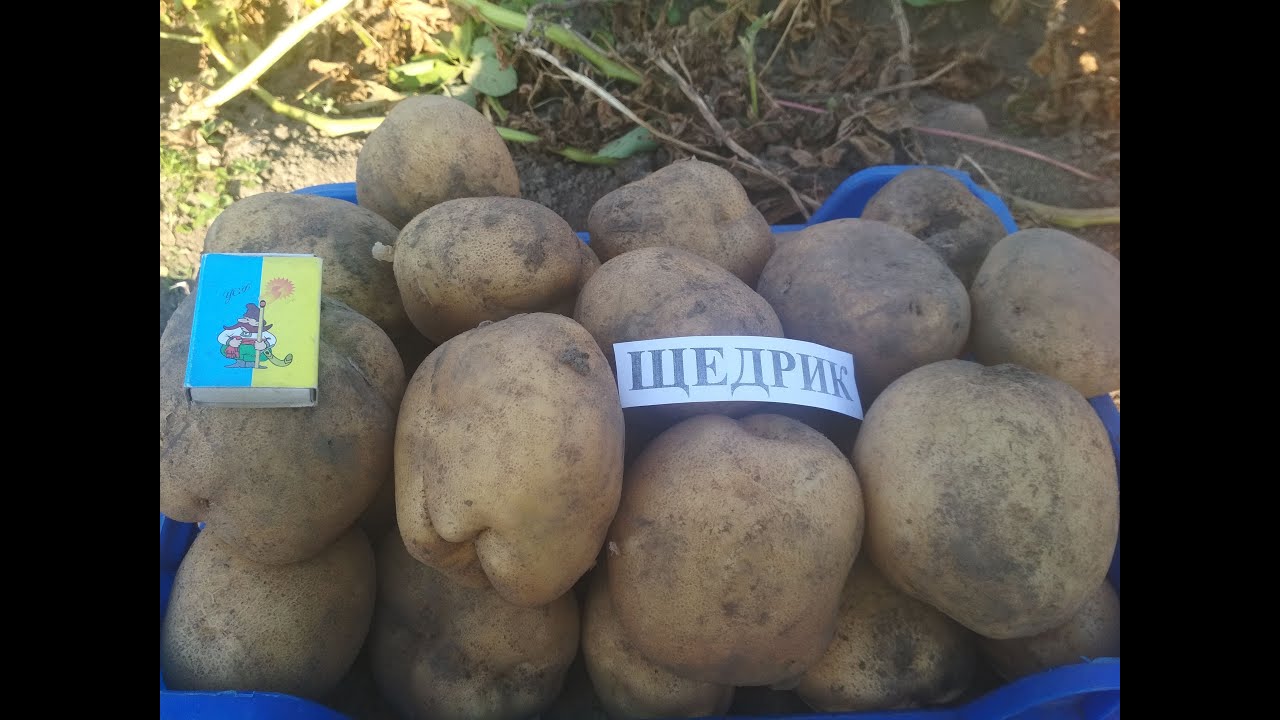 Сорт картоплі, стійкий до колорадського жука