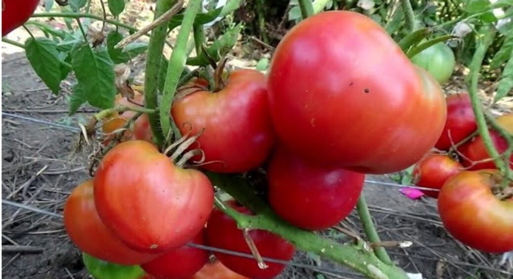 1 гігант, який не боїться холодного та сирого літа: найкращий томат серед 1000 сортів  