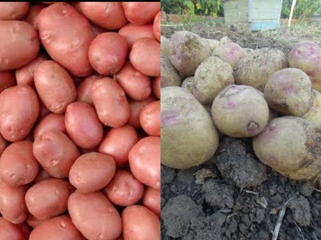 Сорти картоплі, які підходять для довготривалого зберігання