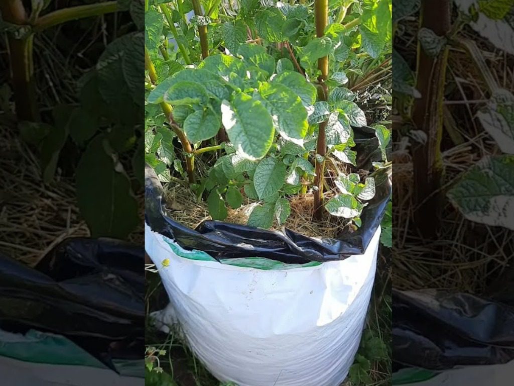 Метод вирощування картоплі в пакетах Метод вирощування картоплі в пакетах