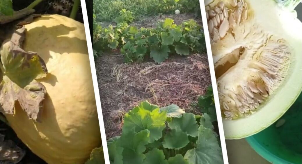 Дачник з Черкащини назвав найкращий сорт гарбуза: він — зірка українських городів у 2026-му 