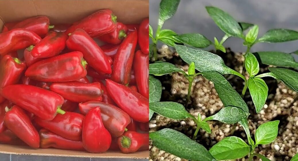 На смак – як мед: цей сорт солодкого перцю став відкриттям 2025-го року. Оберу його і в 2026-му 