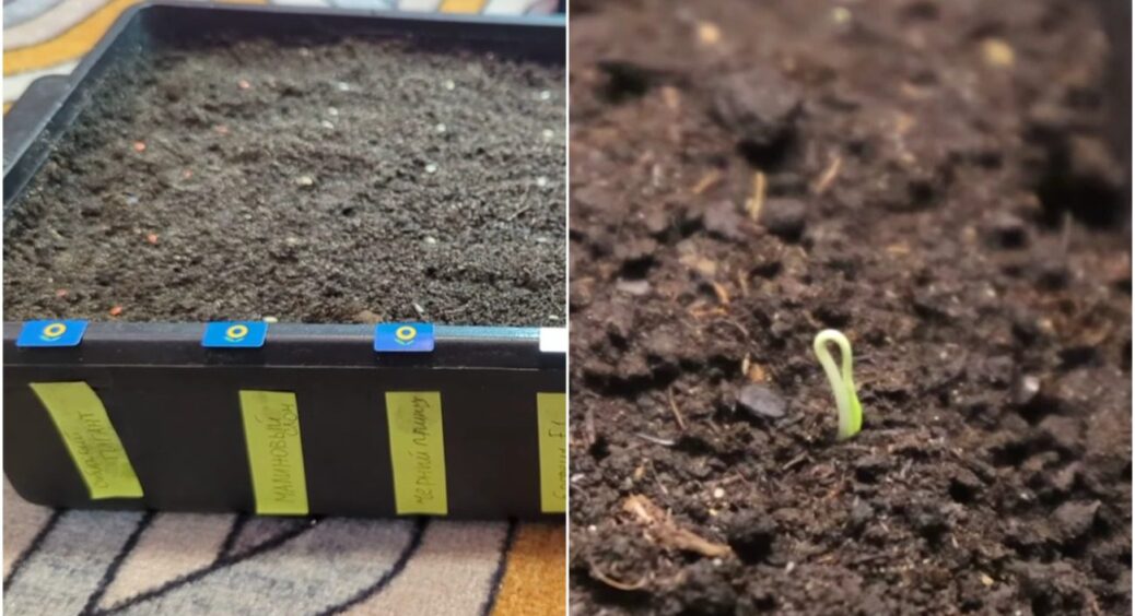 Ці дні найкращі! Коли садити томати на розсаду – експерти назвали дати по регіонах України 