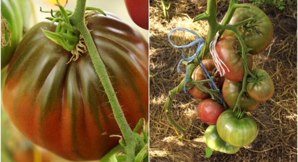 Не червоні і не жовті: 3 найсмачніші сорти темних томатів – з року в рік саджаю тепер лише їх 