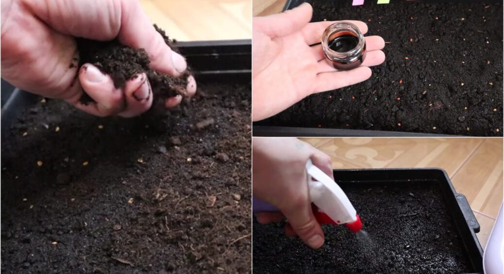 Саджаю помідори на розсаду у лютому-березні лише ЦИМ способом! Бабуся навчила 10 років тому 