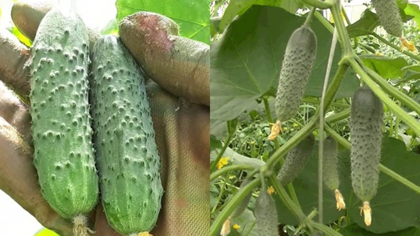 Сорт огірків Маша F1