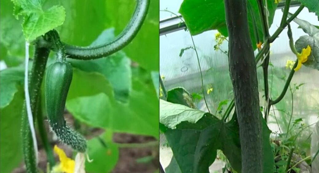 Закупила насіння цих 2 сортів, і не можу дочекатися весни: смачні огірки довжиною з кабачок 