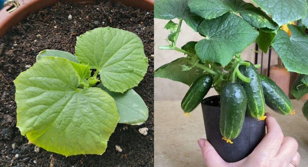 Ці огірки рвуть кожний сезон: гіганти до 25 см, хрумтять як скло і не гірчать навіть у спеку 