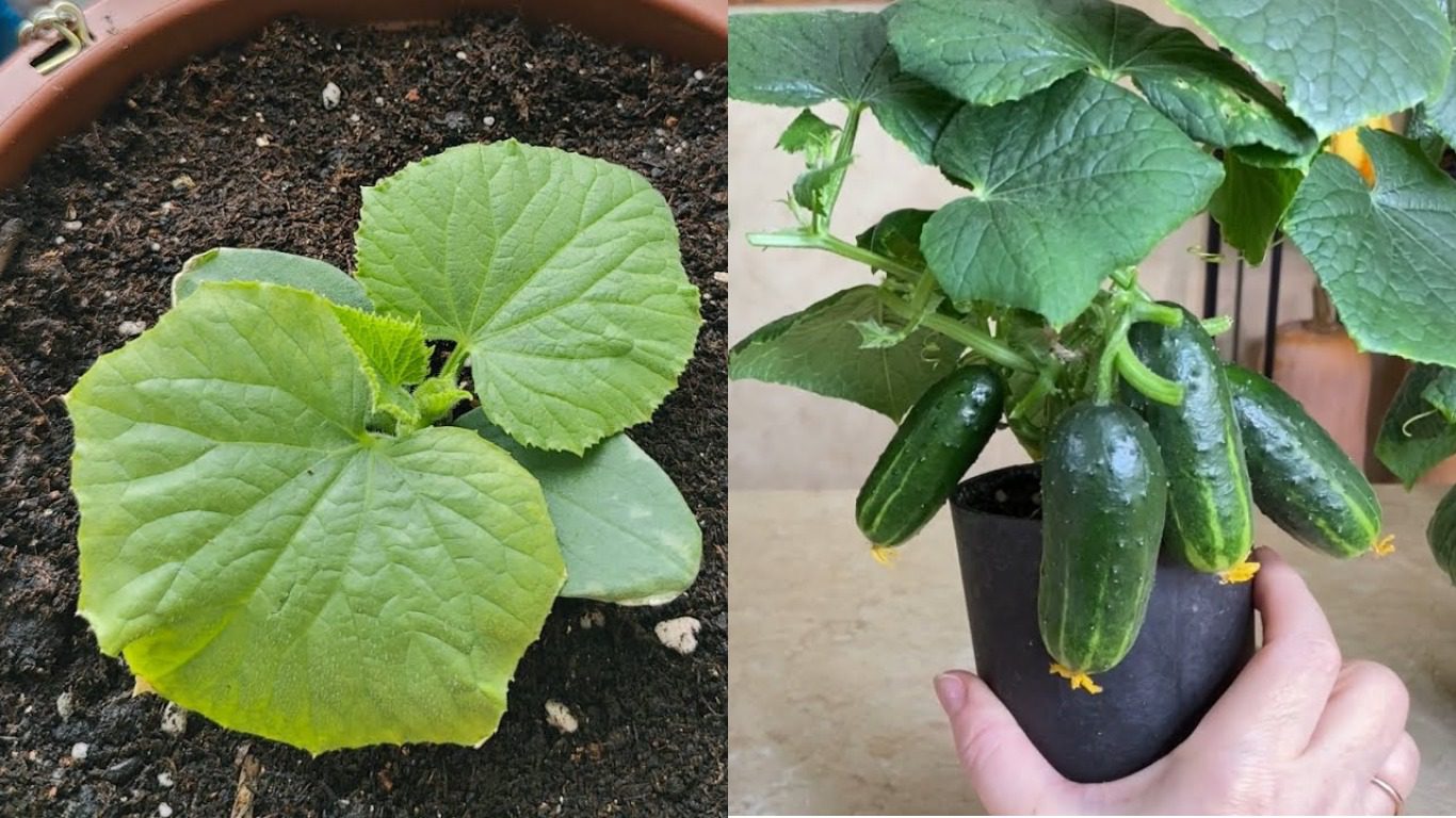 Агрономи назвали сорти огірків, які ідеально підходять для вирощування на підвіконні